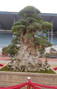 Bán cây Lão mai đại thọ 7 tỷ: Giá thật bao nhiêu?