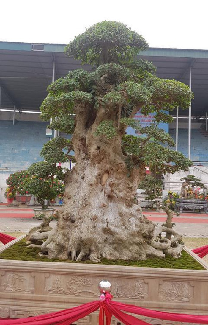 Bán cây Lão mai đại thọ 7 tỷ: Giá thật bao nhiêu?