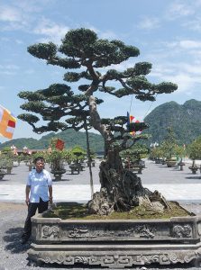 Bán thóc mua cây sanh "xấu xí", lão nông "biến" thành tác phẩm tiền tỷ - 3