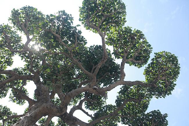 Bán thóc mua cây sanh "xấu xí", lão nông "biến" thành tác phẩm tiền tỷ - 6