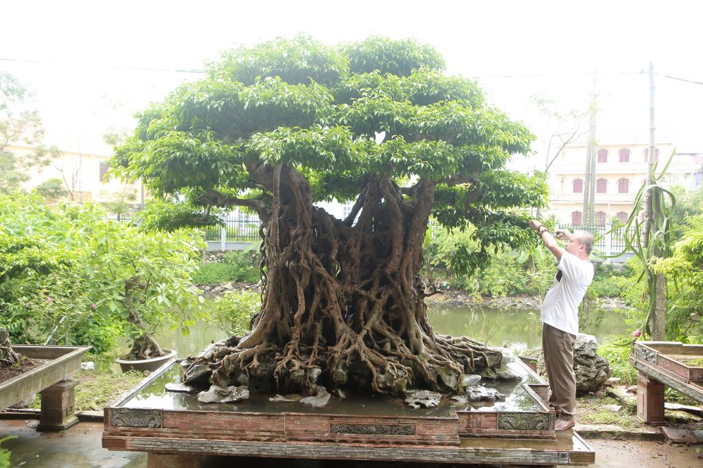 “Báu vật ẩn mình” có tuổi đời 500 năm ở Hà Nội, trả 100 cây vàng không bán - 2