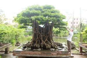 “Báu vật ẩn mình” có tuổi đời 500 năm ở Hà Nội, trả 100 cây vàng không bán - 2