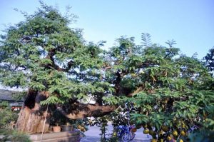 Cận cảnh cụ me “dáng bay” giá bạc tỷ nhưng chủ nhân quyết không bán - 1