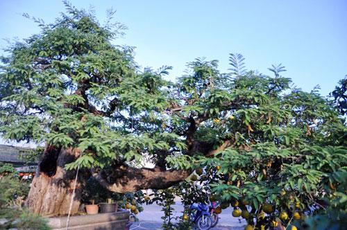 Cận cảnh cụ me “dáng bay” giá bạc tỷ nhưng chủ nhân quyết không bán - 1