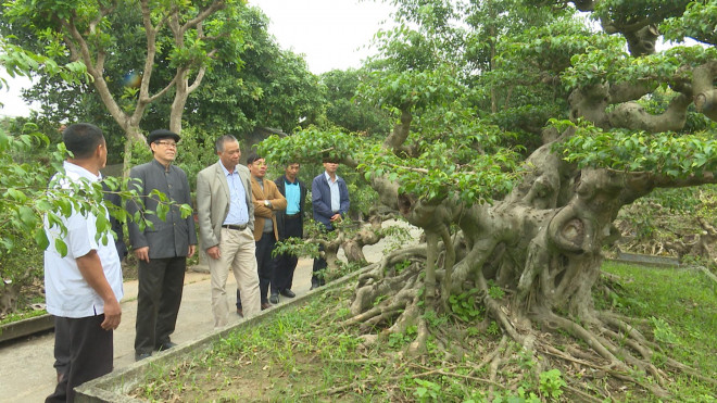 Cận cảnh dàn sanh cổ thế lạ, giá "khủng" của anh nông dân Thái Bình - 4