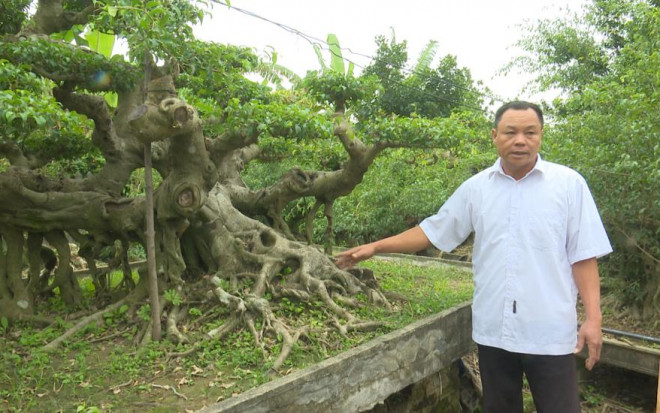 Cận cảnh dàn sanh cổ thế lạ, giá "khủng" của anh nông dân Thái Bình - 1