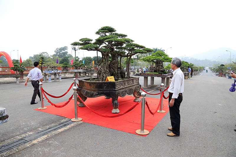 
Cây sanh cổ gần 200 tuổi “Nghênh phong cuốn thủy” thuộc sở hữu của đại gia Hùng "xiếc" - cái tên đình đám trong giới chơi cây cảnh Hà Nội.