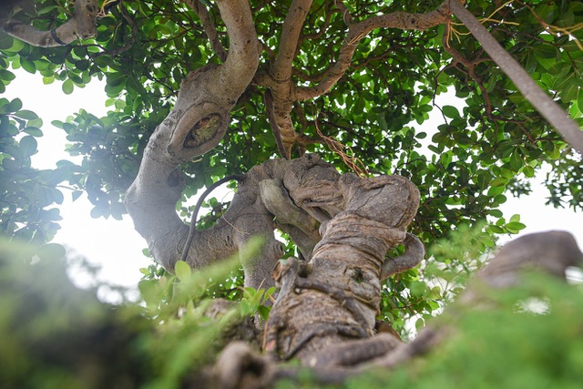 caycanhtienty-13-1602476909749.jpg