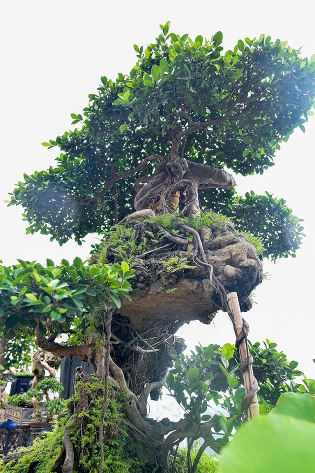 caycanhtienty-8-1602476909675.jpg