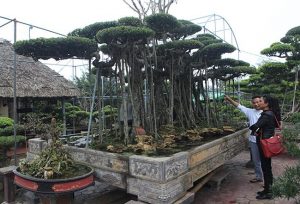 Choáng váng cây sanh cổ rễ đan như phím đàn, chủ nhân tuyên bố 10 tỷ mới bán - 2