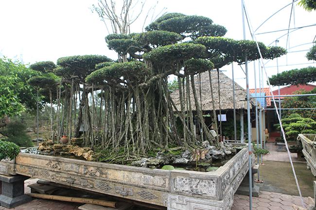 Choáng váng cây sanh cổ rễ đan như phím đàn, chủ nhân tuyên bố 10 tỷ mới bán - 1