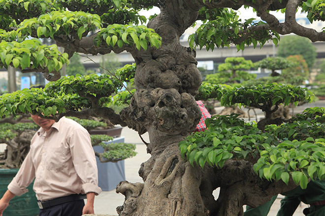 Đại gia bỏ 8 tỷ mua “đứt” siêu sanh cổ mang đậm "Dấu ấn thời gian" - 5