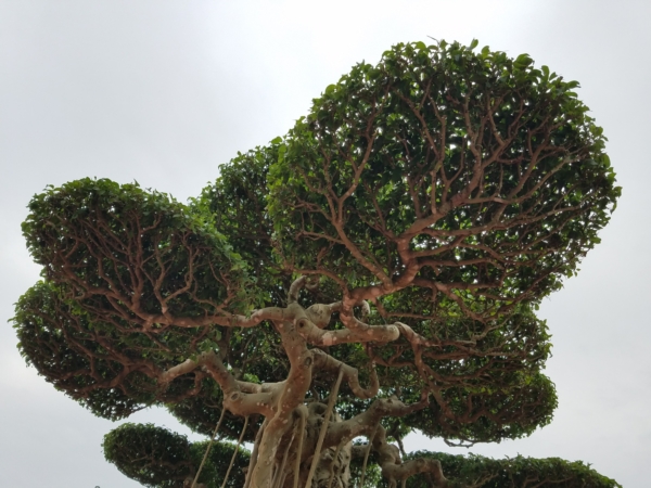 https://danviet.mediacdn.vn/upload/4-2018/images/2018-11-27/Tuyet-tac-dai-the-van-tung1-1543254028-width600height450.jpg