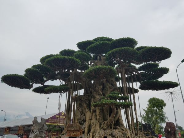https://danviet.mediacdn.vn/upload/4-2018/images/2018-11-27/Tuyet-tac-dai-the-van-tung5-1543254028-width600height450.jpg