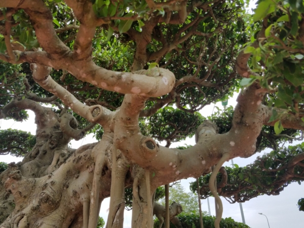 https://danviet.mediacdn.vn/upload/4-2018/images/2018-11-27/Tuyet-tac-dai-the-van-tung10-1543254028-width600height450.jpg