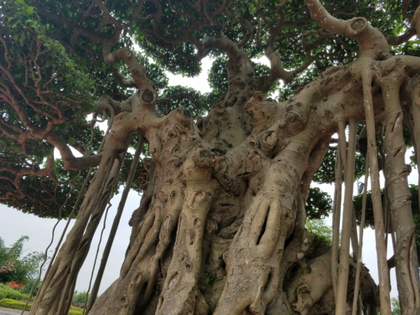 https://danviet.mediacdn.vn/upload/4-2018/images/2018-11-27/Tuyet-tac-dai-the-van-tung3-1543254028-width600height450.jpg