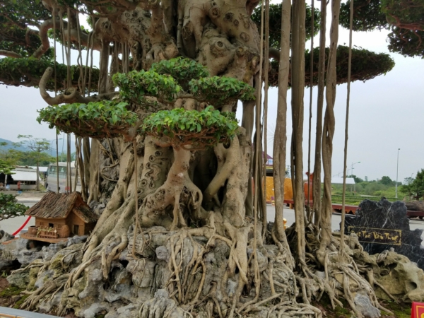 https://danviet.mediacdn.vn/upload/4-2018/images/2018-11-27/Tuyet-tac-dai-the-van-tung4-1543254028-width600height450.jpg
