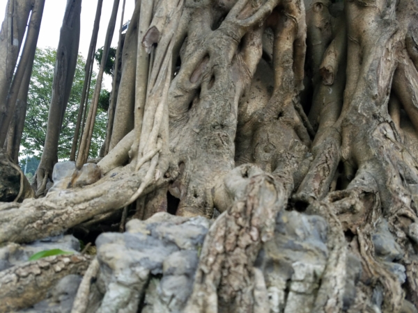 https://danviet.mediacdn.vn/upload/4-2018/images/2018-11-27/Tuyet-tac-dai-the-van-tung7-1543254028-width600height450.jpg