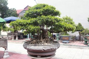 https://vnn-imgs-a1.vgcloud.vn/cdn.24h.com.vn/upload/3-2020/images/2020-09-25/anh1--5--1601005192-396-width650height433.jpg