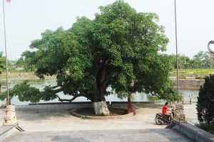 Lộc vừng “9 rồng cùng múa”, người dân không dám bẻ cành, bứt lá - 2