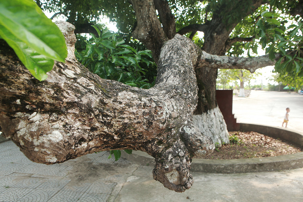 Lộc vừng “9 rồng cùng múa”, người dân không dám bẻ cành, bứt lá - 6