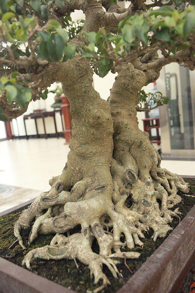 Ngắm cây cảnh "huynh đệ đồng khoa” kỳ dị đặt trong nhà - 2