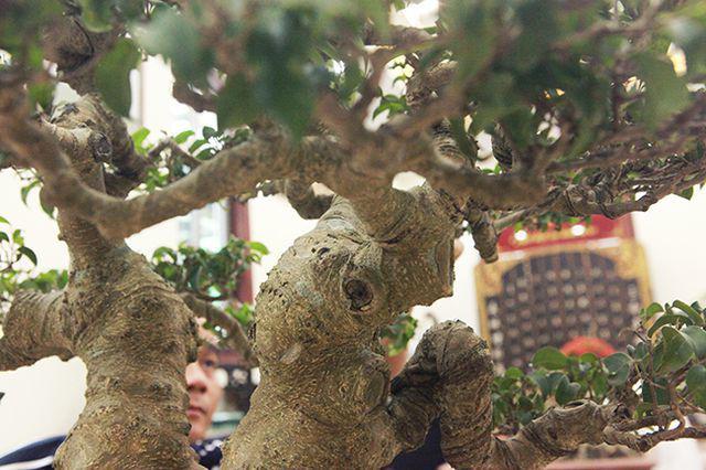 Ngắm cây cảnh "huynh đệ đồng khoa” kỳ dị đặt trong nhà - 3