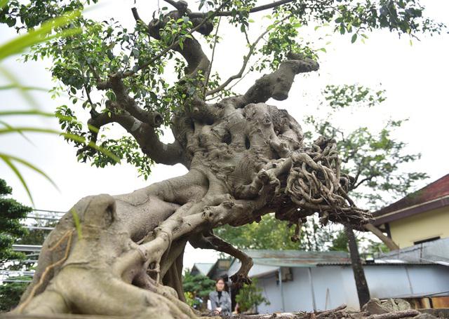 Ngắm cây cảnh "huynh đệ đồng khoa” kỳ dị đặt trong nhà - 4