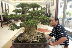 Ngắm cây cảnh "huynh đệ đồng khoa” kỳ dị đặt trong nhà - 1