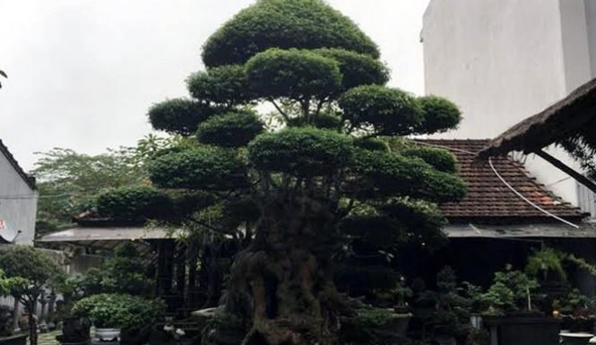 Ngắm cây mai chiếu thủy thế "khủng", chủ nhân "kiêu" không bán - 2