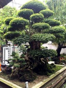 Ngắm cây mai chiếu thủy thế "khủng", chủ nhân "kiêu" không bán - 1