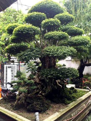 Ngắm cây mai chiếu thủy thế "khủng", chủ nhân "kiêu" không bán - 1