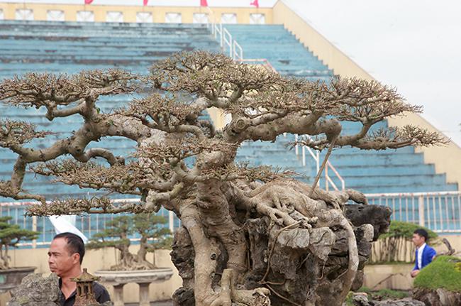 Những cây sanh thô ráp được "hét giá" tiền tỷ sau 10 năm tạo tác - 3