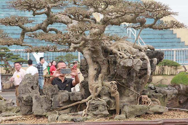 Những cây sanh thô ráp được "hét giá" tiền tỷ sau 10 năm tạo tác - 4