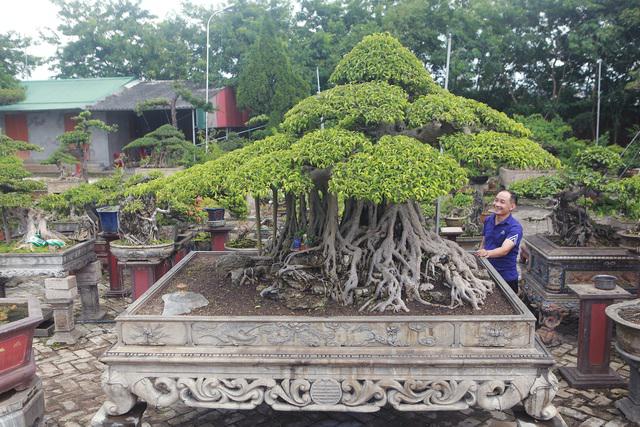 Những cây sanh thô ráp được "hét giá" tiền tỷ sau 10 năm tạo tác - 5