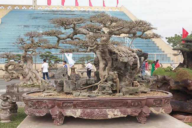Những cây sanh thô ráp được "hét giá" tiền tỷ sau 10 năm tạo tác - 1