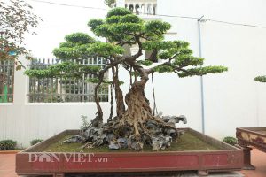 Sanh cổ "nỏ thần" vua Bảo Đại từng chơi giá hàng chục tỷ ở Phú Thọ - 1
