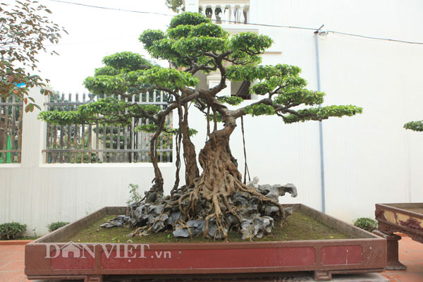Sanh cổ "nỏ thần" vua Bảo Đại từng chơi giá hàng chục tỷ ở Phú Thọ - 1