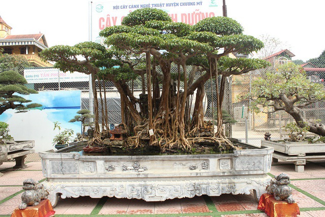 Cây sanh cổ có tuổi đời hàng trăm năm từng thuộc sở hữu của những đại gia nổi tiếng bậc nhất trong giới chơi cây.