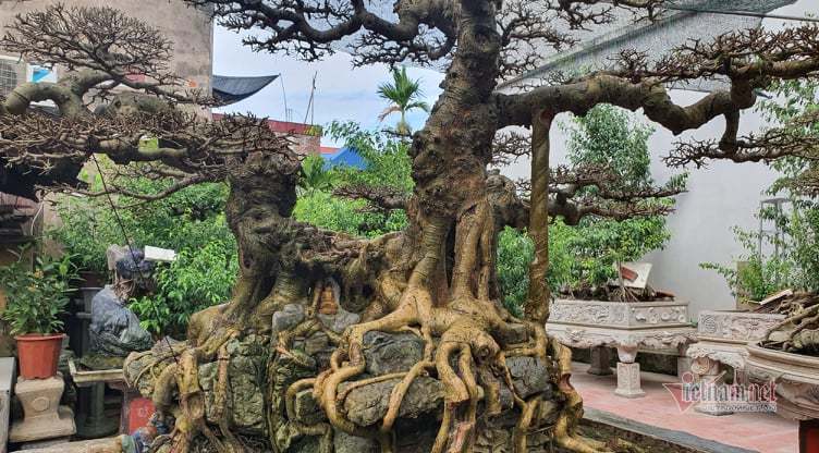 Mãn nhãn siêu cây triệu đô của nghệ nhân tiêu biểu Đông Nam Á