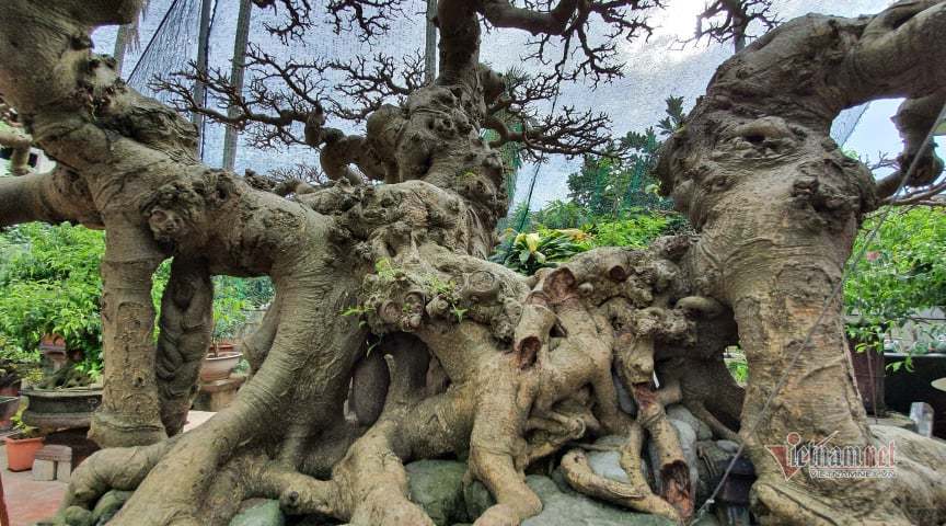 Mãn nhãn siêu cây triệu đô của nghệ nhân tiêu biểu Đông Nam Á