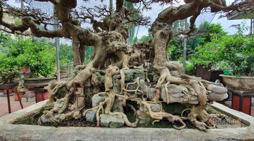 Mãn nhãn siêu cây triệu đô của nghệ nhân tiêu biểu Đông Nam Á