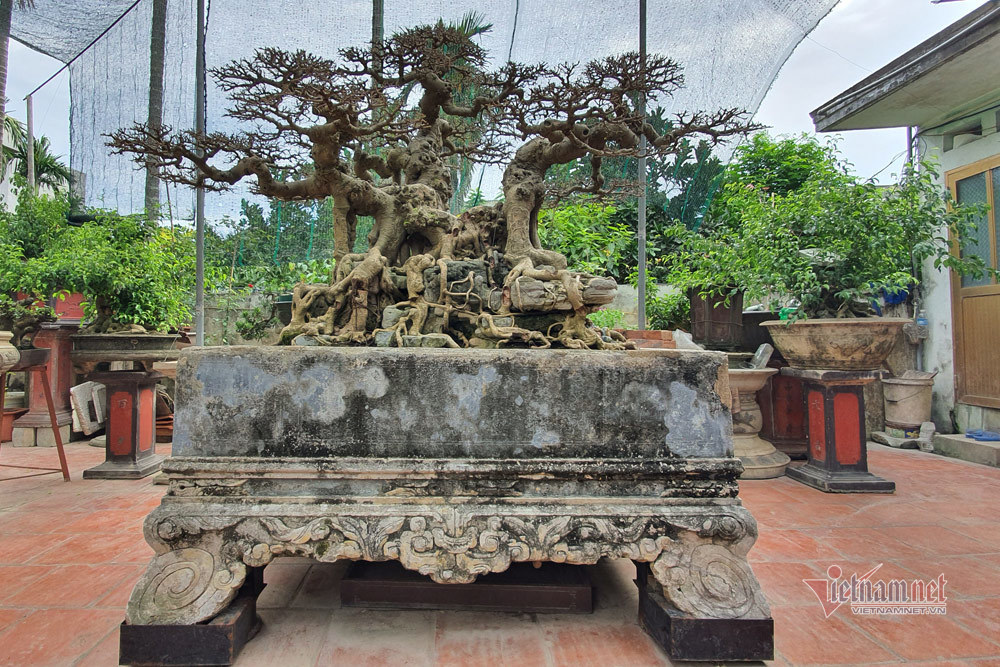 Mãn nhãn siêu cây triệu đô của nghệ nhân tiêu biểu Đông Nam Á