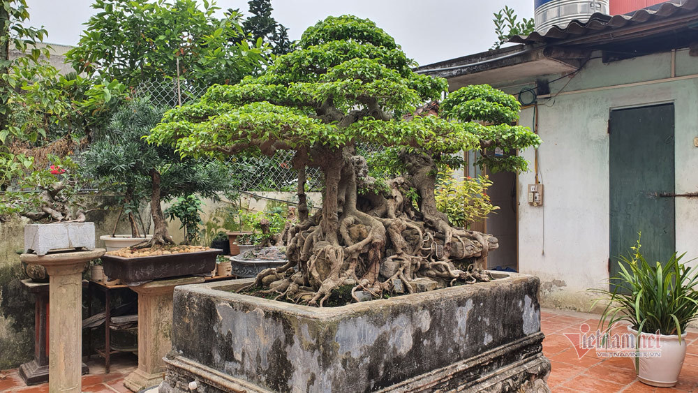 Mãn nhãn siêu cây triệu đô của nghệ nhân tiêu biểu Đông Nam Á