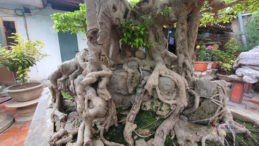 Mãn nhãn siêu cây triệu đô của nghệ nhân tiêu biểu Đông Nam Á