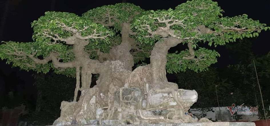 Mãn nhãn siêu cây triệu đô của nghệ nhân tiêu biểu Đông Nam Á