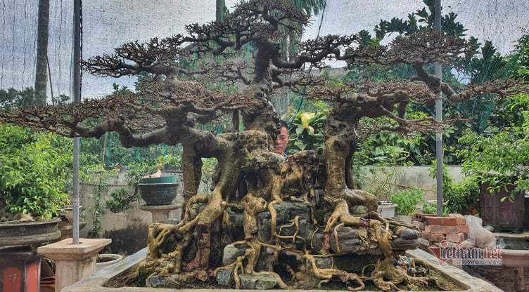 Mãn nhãn siêu cây triệu đô của nghệ nhân tiêu biểu Đông Nam Á