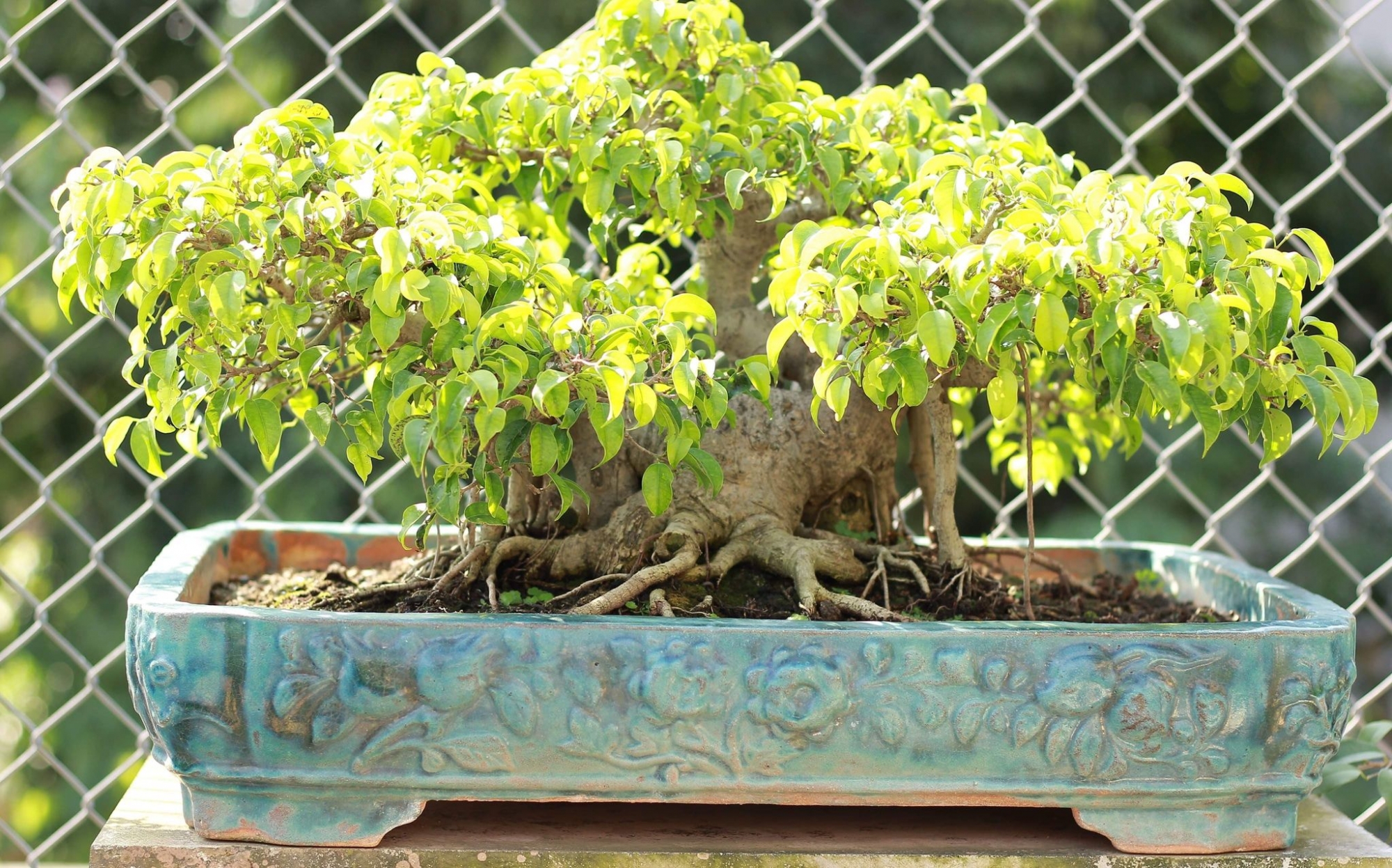 http://thongdennhatban.com/uploads/ky_thuat_bonsai/sanh_dang_lang.jpg