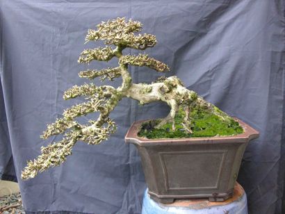 https://yeucaycanh.com/wp-content/uploads/images/stories/complete/lnvinh1.jpg