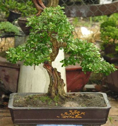 https://yeucaycanh.com/wp-content/uploads/images/stories/complete/lnvinh9.jpg